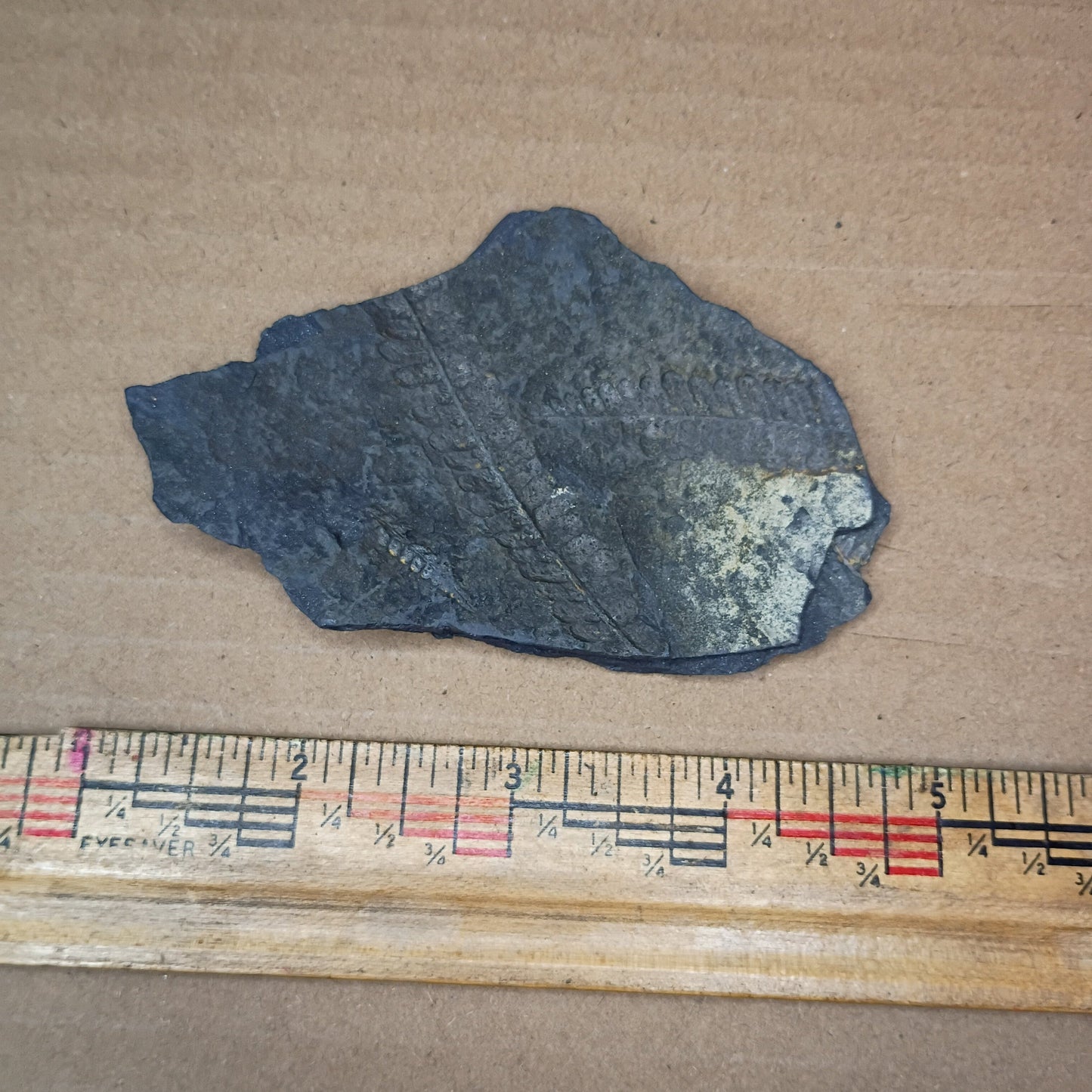 Pennsylvanian Fern Fossil #9-051