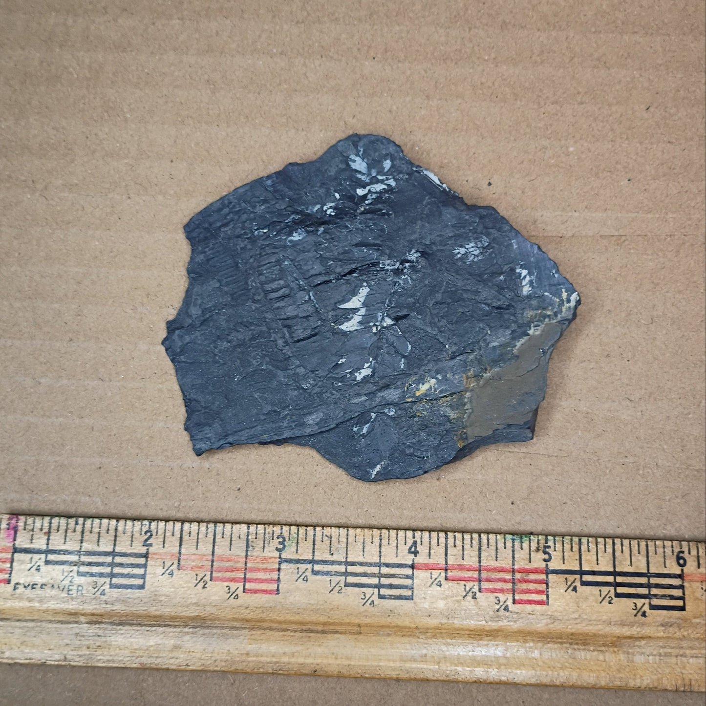 Pennsylvanian Fern Fossil #9-052