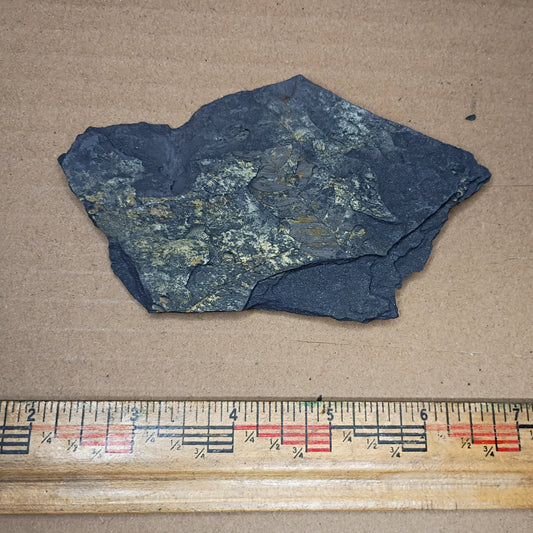 Pennsylvanian Double Sided Fern Fossil #9-054