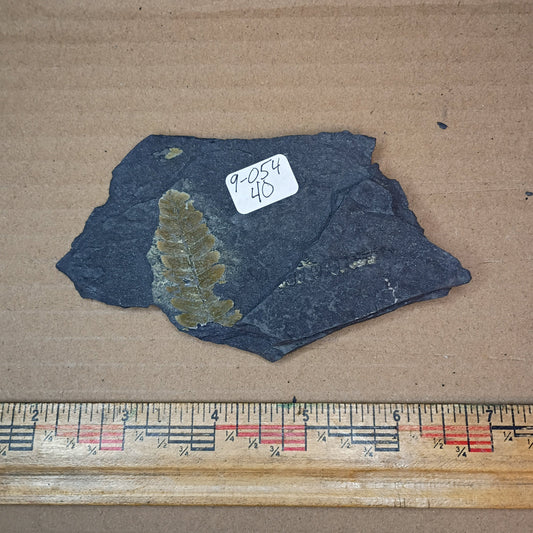 Pennsylvanian Double Sided Fern Fossil #9-054