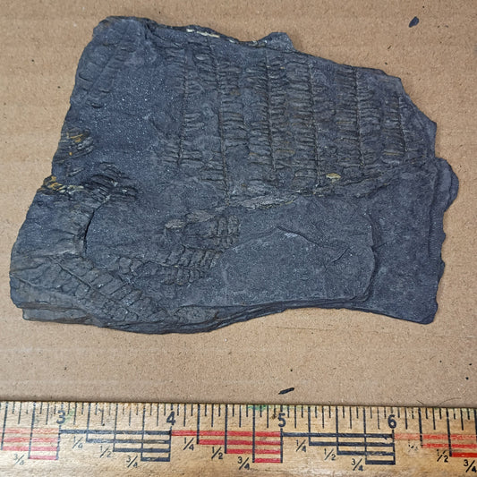 Pennsylvanian Fern Fossil #9-059