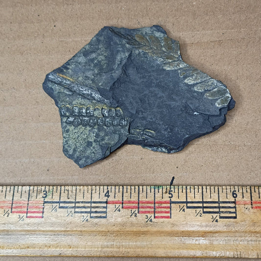Pennsylvanian Fern Fossil #9-060