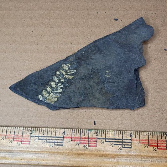 Pennsylvanian Fern Fossil #9-063