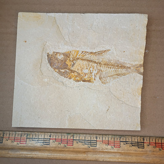 Diplomystus denatus - Fish Fossil #010-001