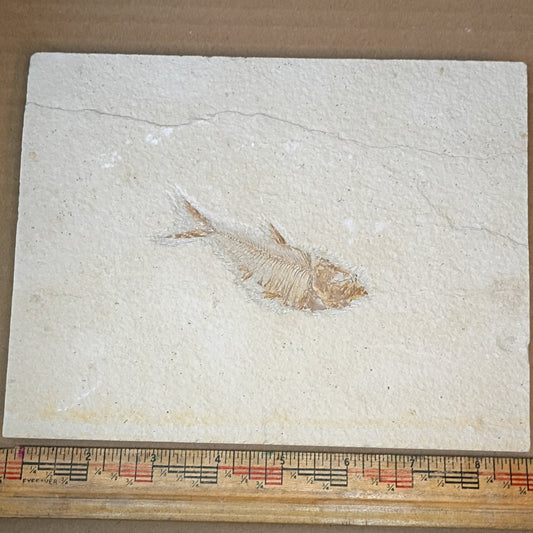 Diplomystus denatus - Fish Fossil #010-003