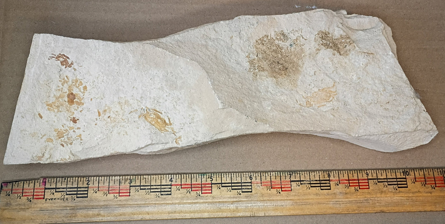 Pinnixa galliheri - Pea Crab Fossils #6-010