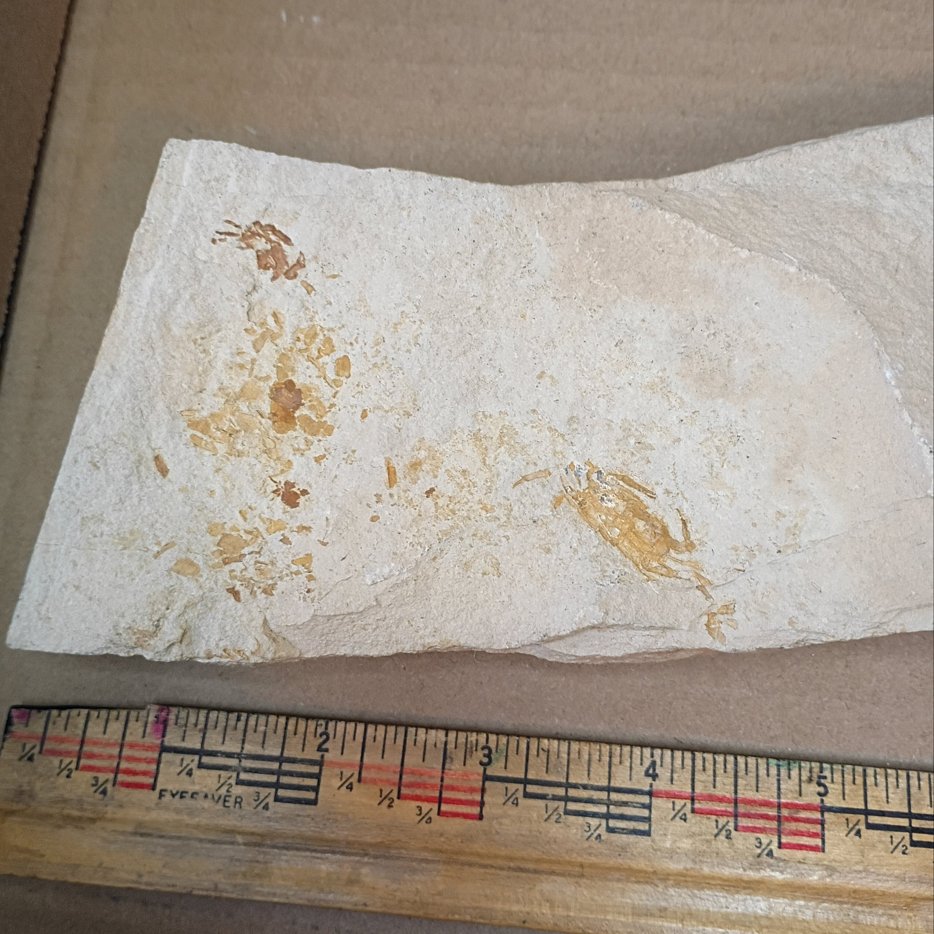 Pinnixa galliheri - Pea Crab Fossils #6-010