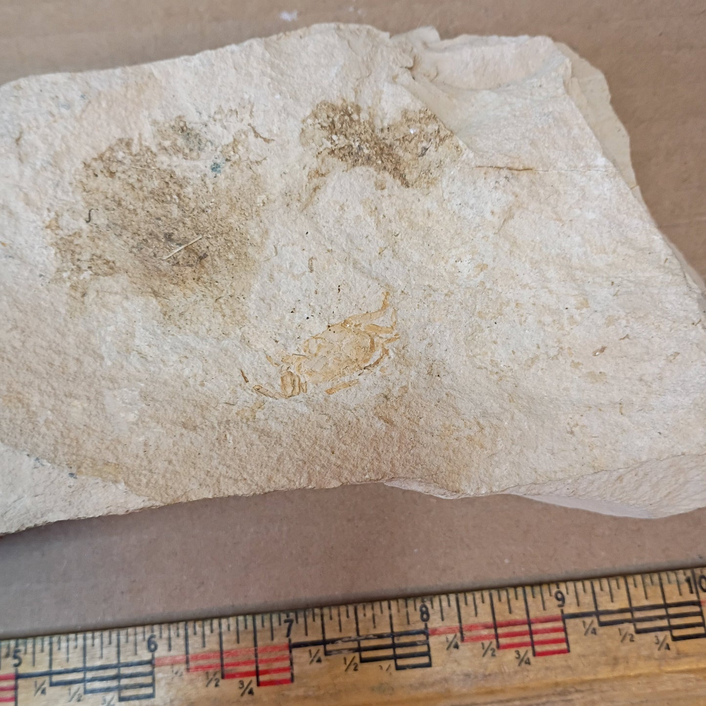 Pinnixa galliheri - Pea Crab Fossils #6-010