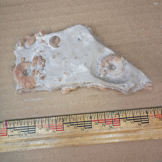 Douvilleiceras ammonites and gastropod fossils #6-011