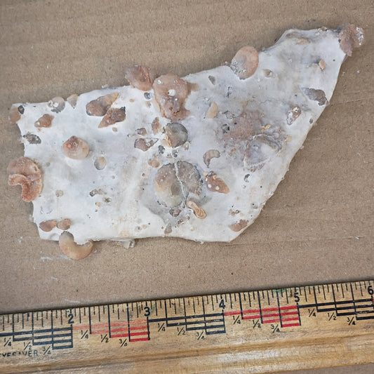 Douvilleiceras ammonites and gastropod fossils #6-011