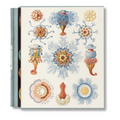 The Art and Science of Ernst Haeckel (German, French, English)