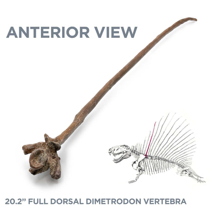 20.2" Full Dorsal Dimetrodon Vertebra - Spine Sail