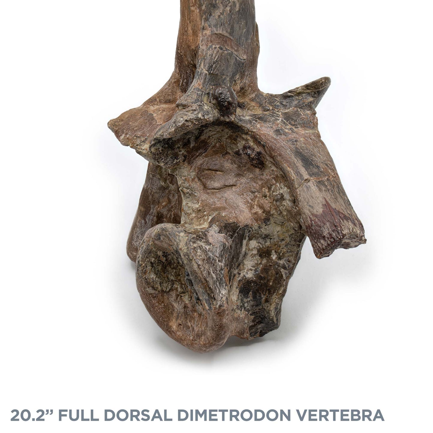 20.2" Full Dorsal Dimetrodon Vertebra - Spine Sail