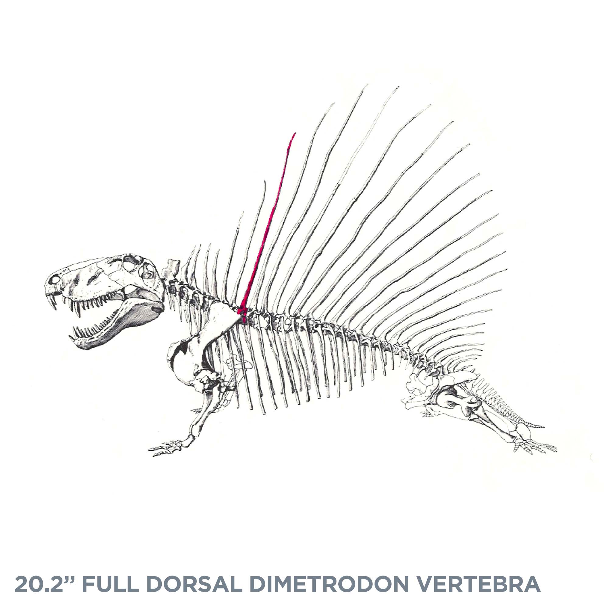 20.2" Full Dorsal Dimetrodon Vertebra - Spine Sail