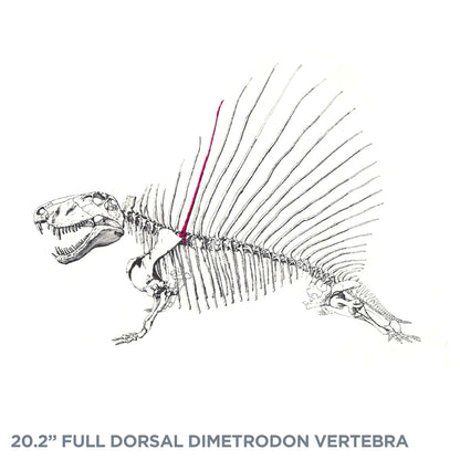 20.2" Full Dorsal Dimetrodon Vertebra - Spine Sail