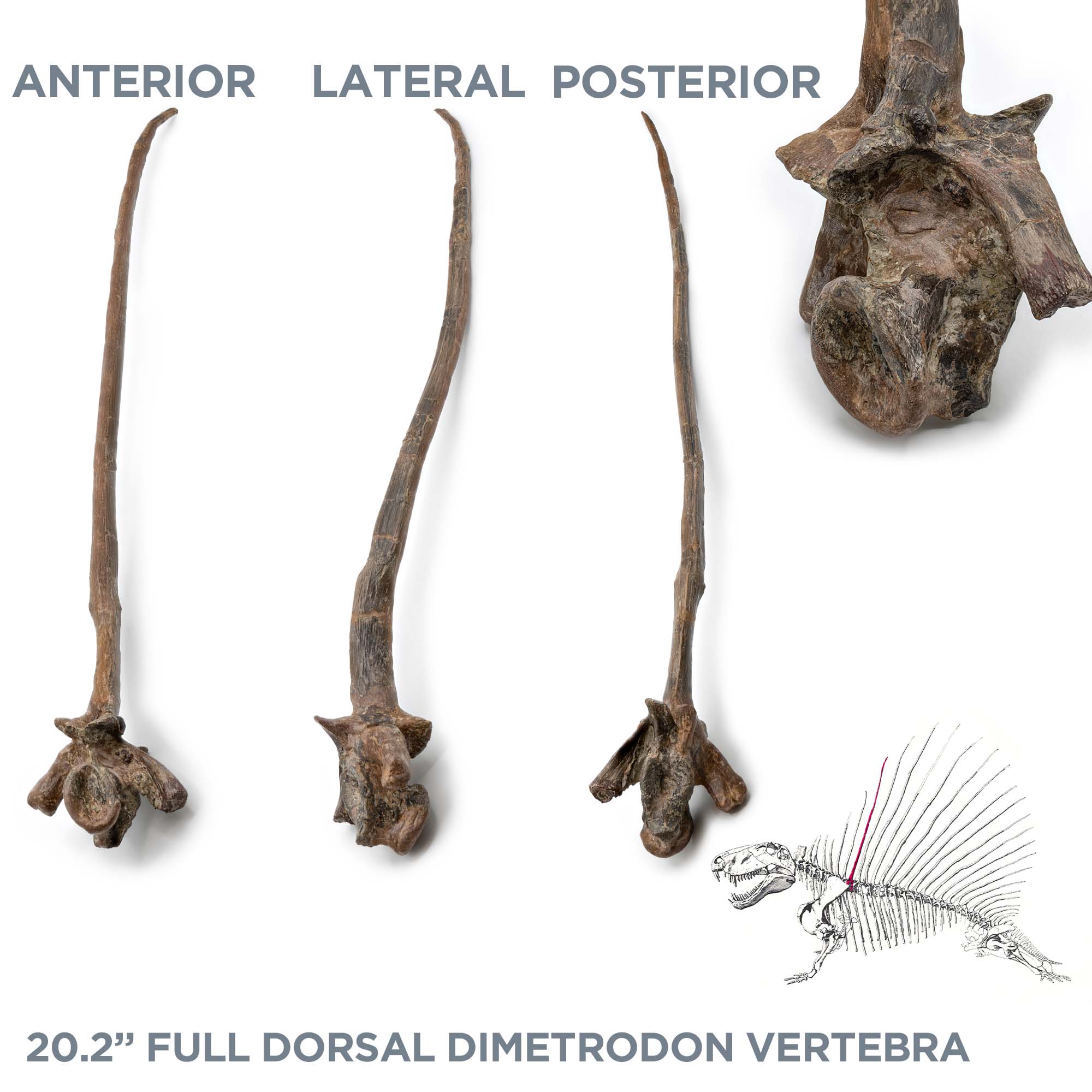 20.2" Full Dorsal Dimetrodon Vertebra - Spine Sail