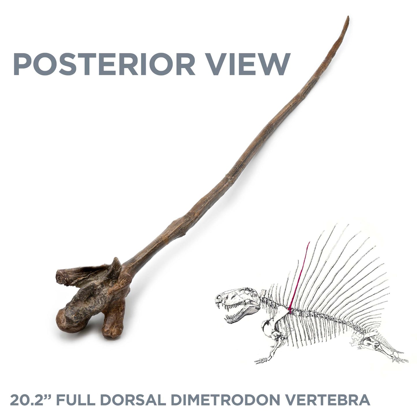 20.2" Full Dorsal Dimetrodon Vertebra - Spine Sail