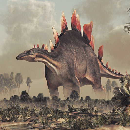 Stegosaurus Plate