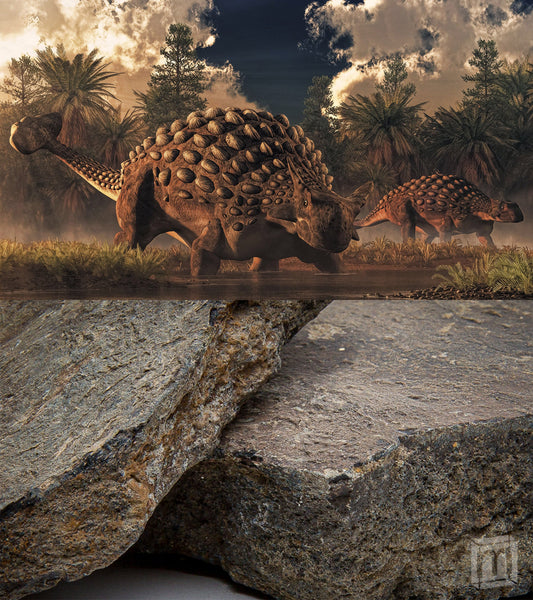 Ankylosaurus Dermal Armor - Scute Fragment