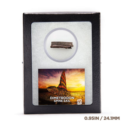 Dimetrodon Spine Sail Fragments