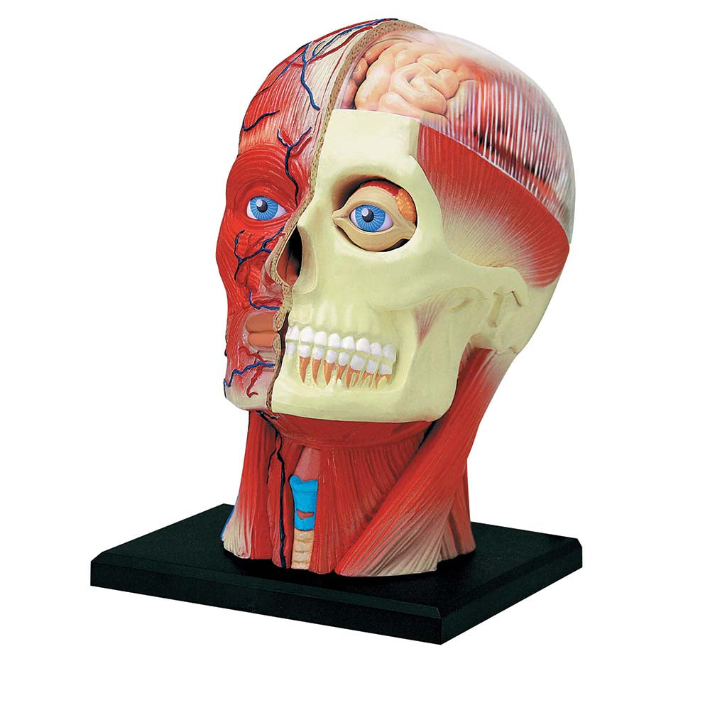 4D Human Head - Stemcell Science Shop