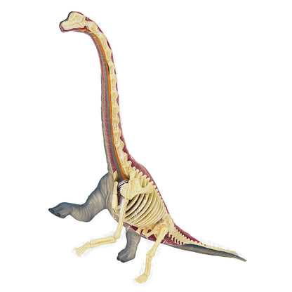 4D Brachiosaurus Vision Model - Stemcell Science Shop