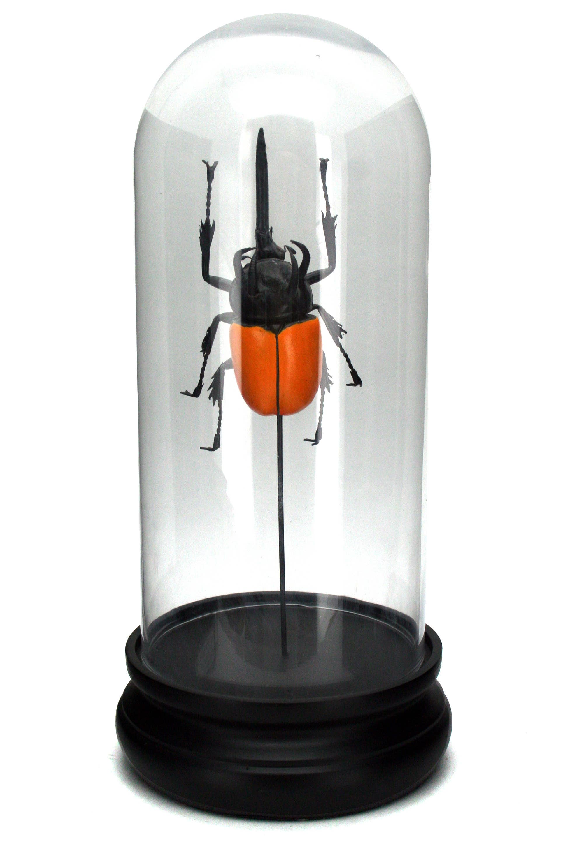 Five Horn Beetle in Glass Dome - Stemcell Science Shop