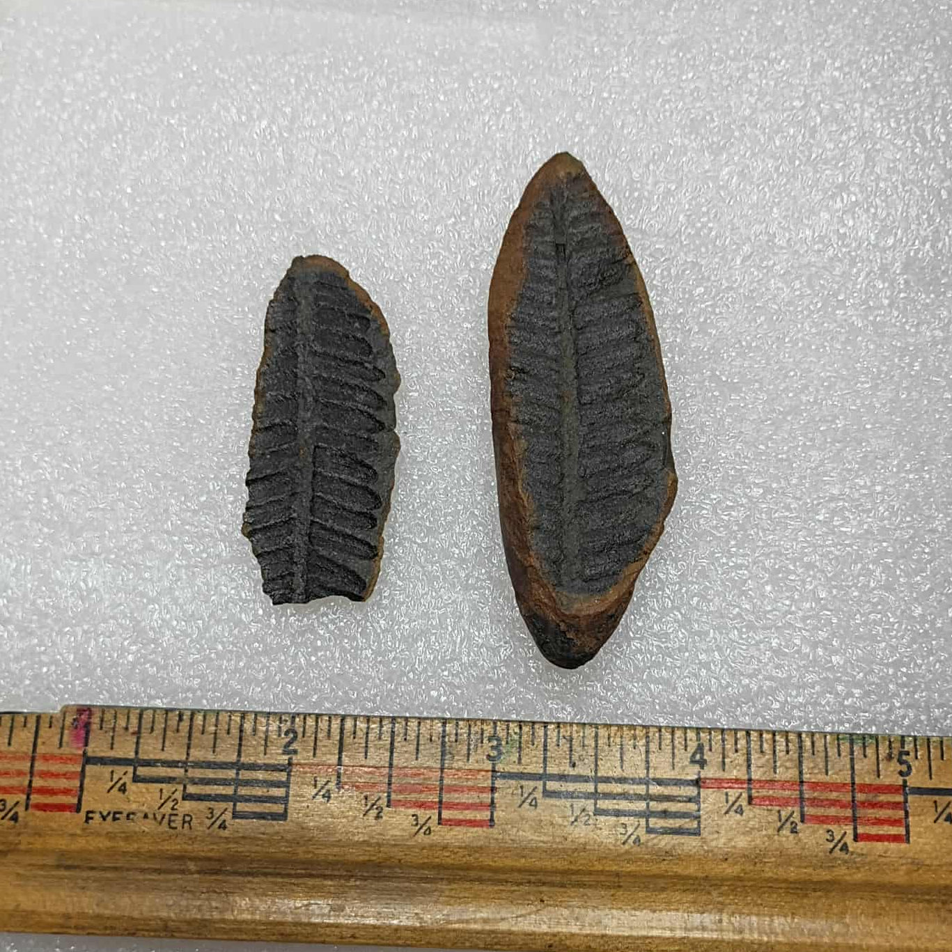 Mazon Creek Fern Fossil #9-038