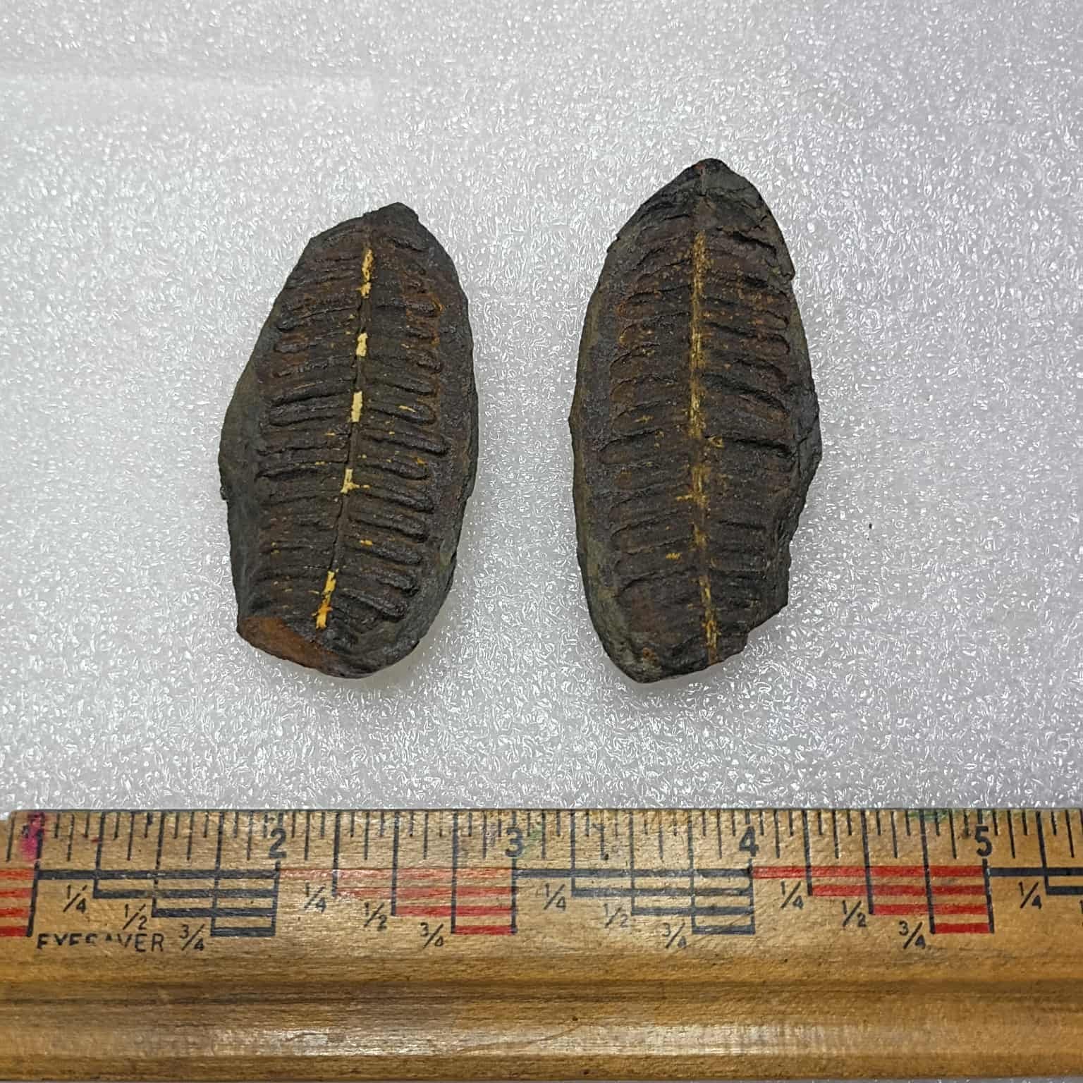 Mazon Creek Fern Fossil #9-034