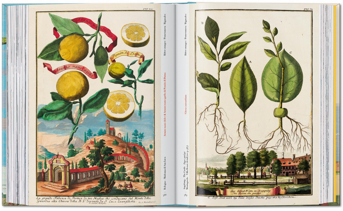 J. C. Volkamer. The Book of Citrus Fruits. 45th Ed. (German, French, English)