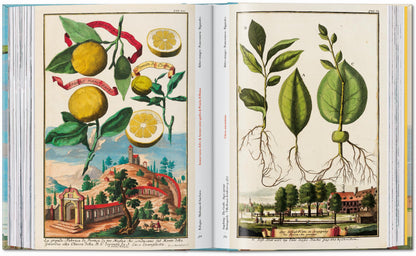 J. C. Volkamer. The Book of Citrus Fruits. 45th Ed. (German, French, English)