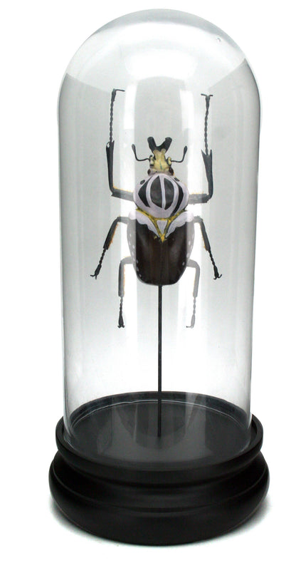 Goliath Beetle Glass Cloche - Stemcell Science Shop