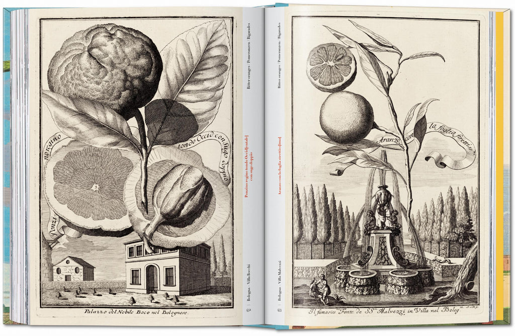 J. C. Volkamer. The Book of Citrus Fruits. 45th Ed. (German, French, English)