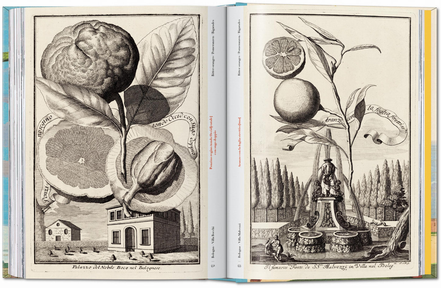 J. C. Volkamer. The Book of Citrus Fruits. 45th Ed. (German, French, English)