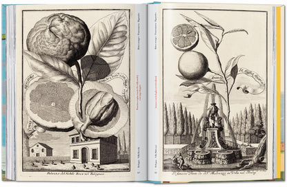 J. C. Volkamer. The Book of Citrus Fruits. 45th Ed. (German, French, English)