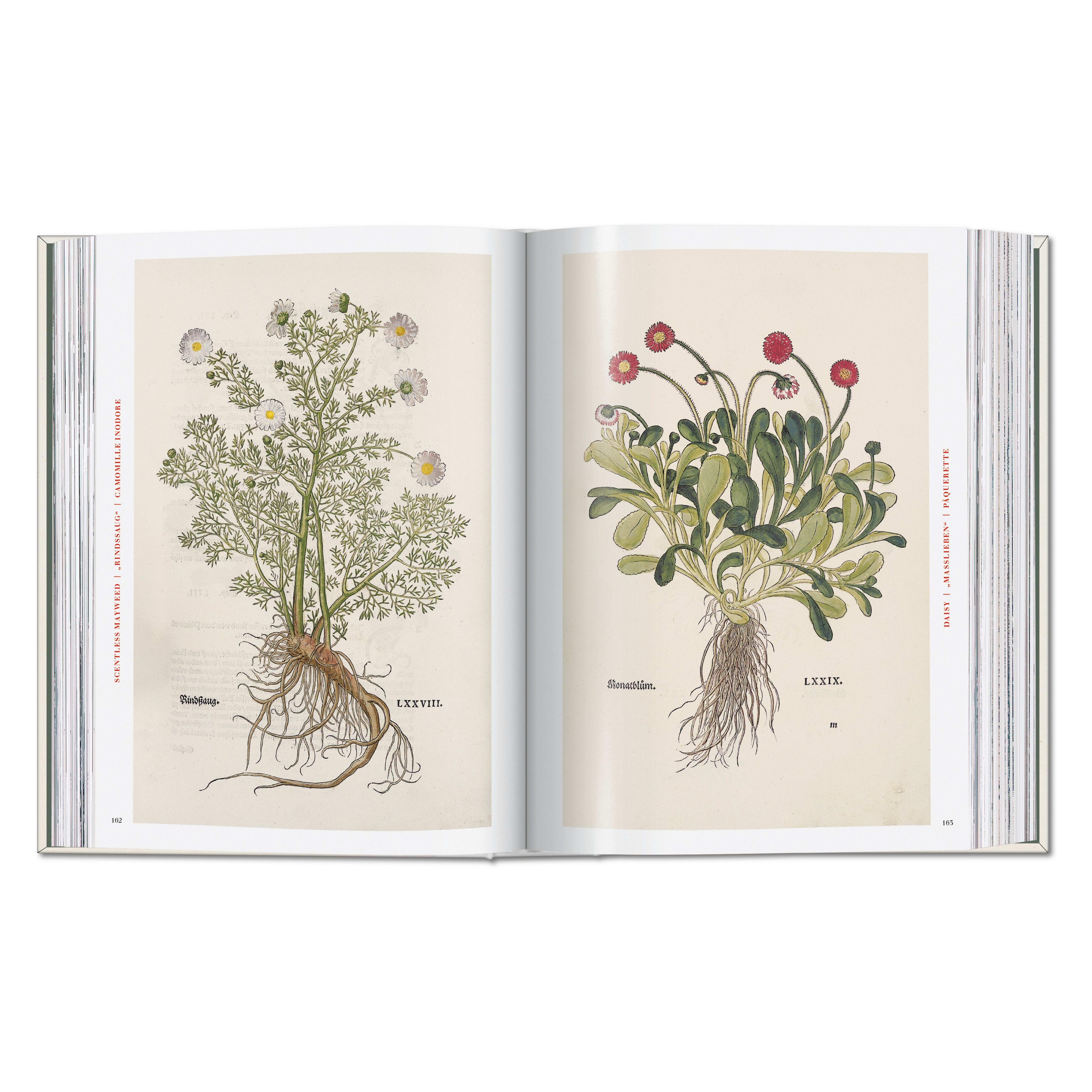 Leonhart Fuchs. The New Herbal (German, French, English)