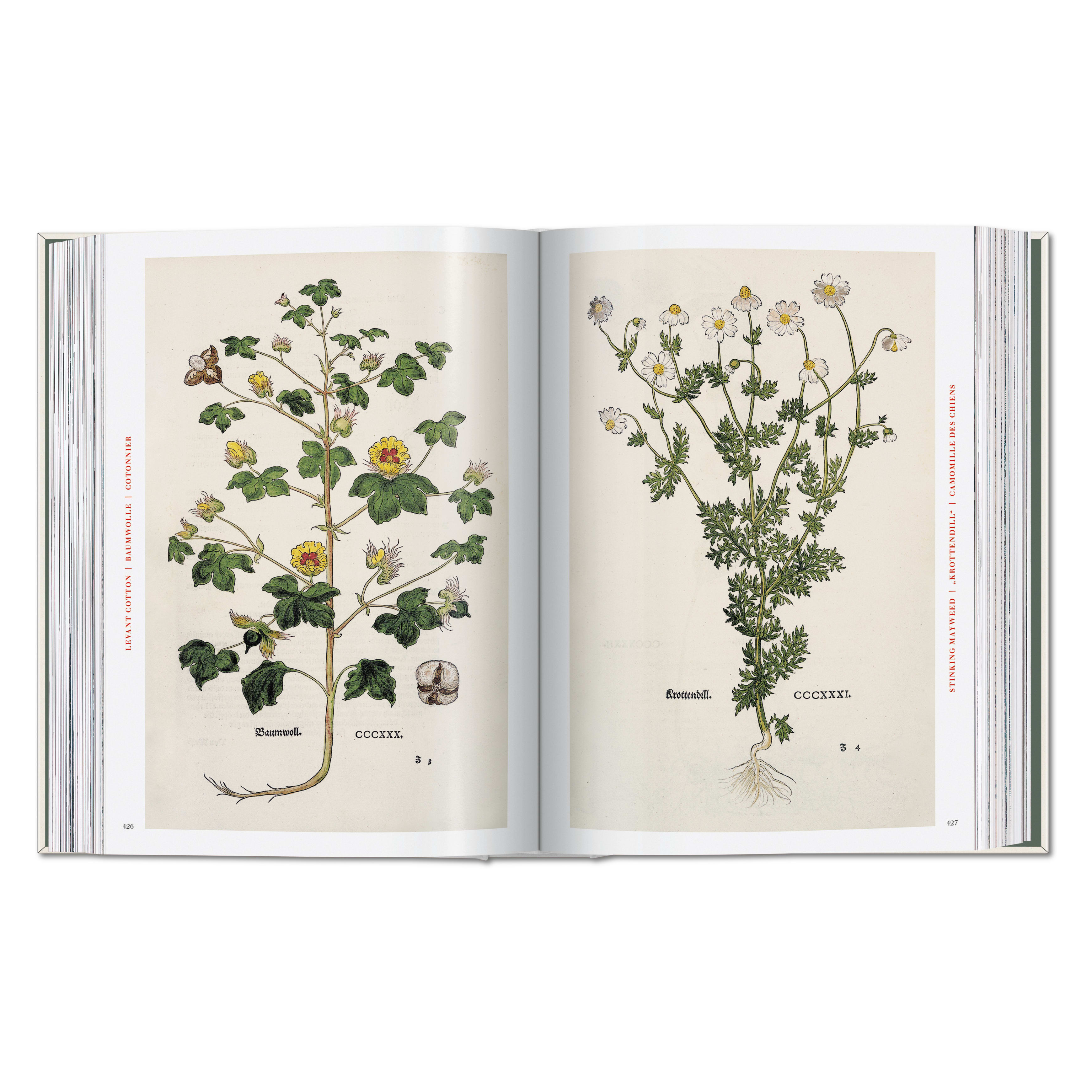 Leonhart Fuchs. The New Herbal (German, French, English)