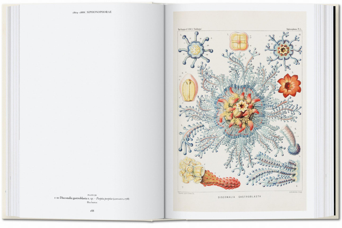 The Art and Science of Ernst Haeckel. 45th Ed. (English)