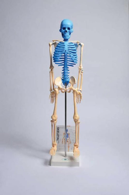 Human Skeleton Model (Blue Axial Skeleton) - Stemcell Science Shop