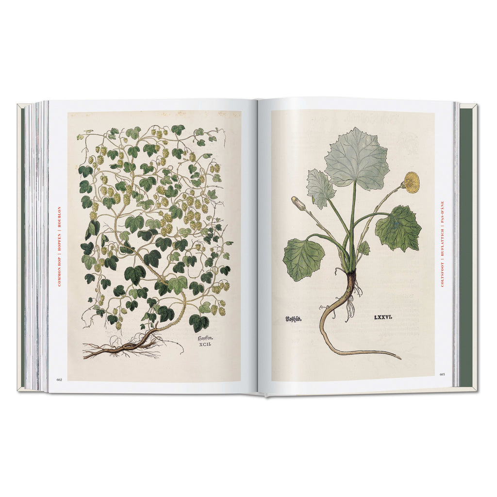 Leonhart Fuchs. The New Herbal (German, French, English)