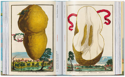 J. C. Volkamer. The Book of Citrus Fruits. 45th Ed. (German, French, English)