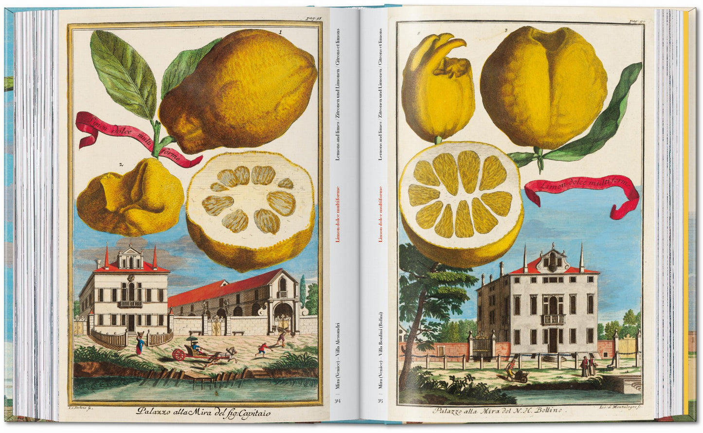 J. C. Volkamer. The Book of Citrus Fruits. 45th Ed. (German, French, English)