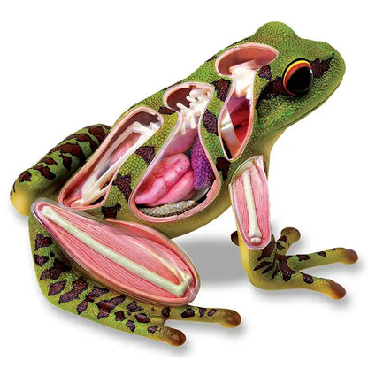 4D Vision Frog