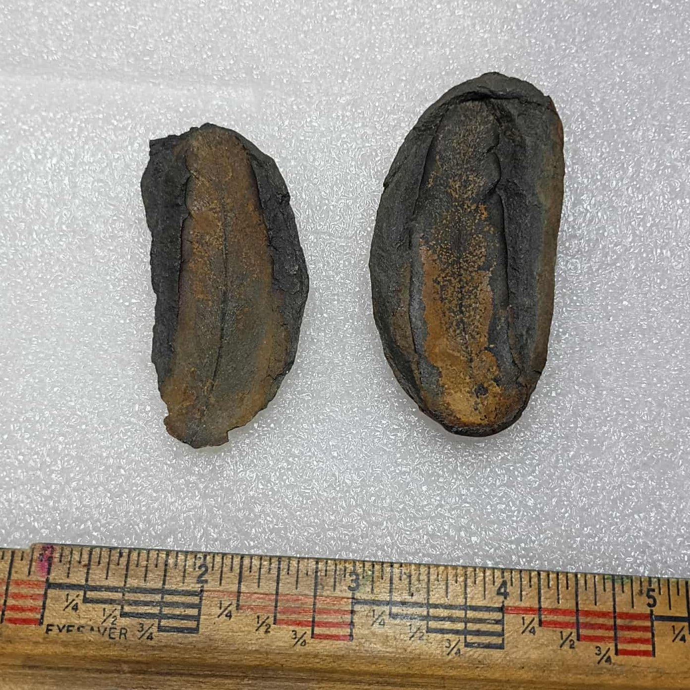 Mazon Creek Leaf Fossil #9-031