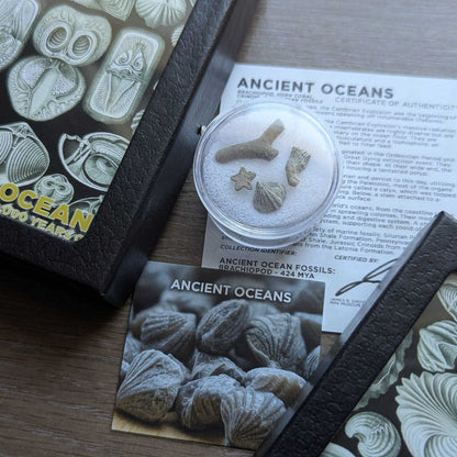 Ancient Oceans - 4-in-1 Fossil Specimen Collection
