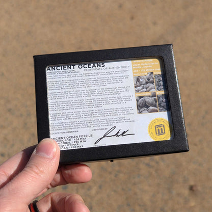 Ancient Oceans - 4-in-1 Fossil Specimen Collection