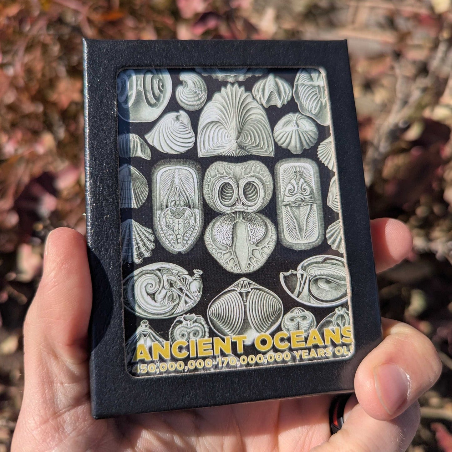 Ancient Oceans - 4-in-1 Fossil Specimen Collection