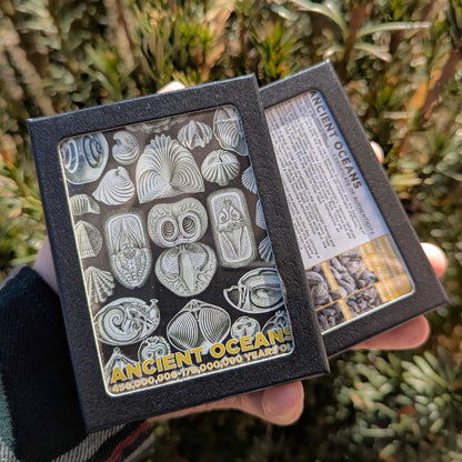 Ancient Oceans - 4-in-1 Fossil Specimen Collection
