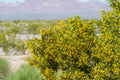 Creosote Bush Seeds, Default Title at Stemcell Science Shop