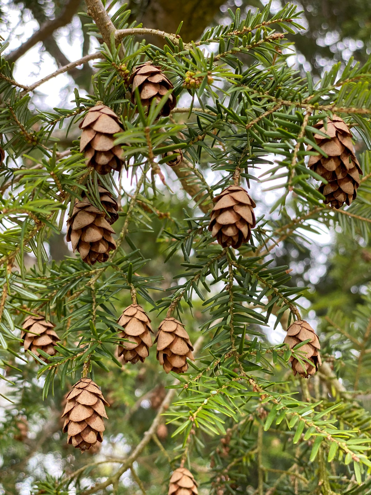 Smallest Seed Cone (Eastern Hemlock)